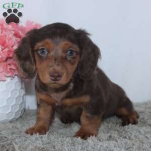 Quincy, Dachshund Puppy